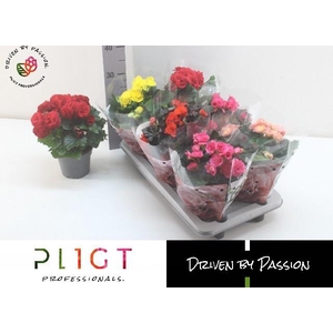 !! PROMO !! BEGONIA MIX P14