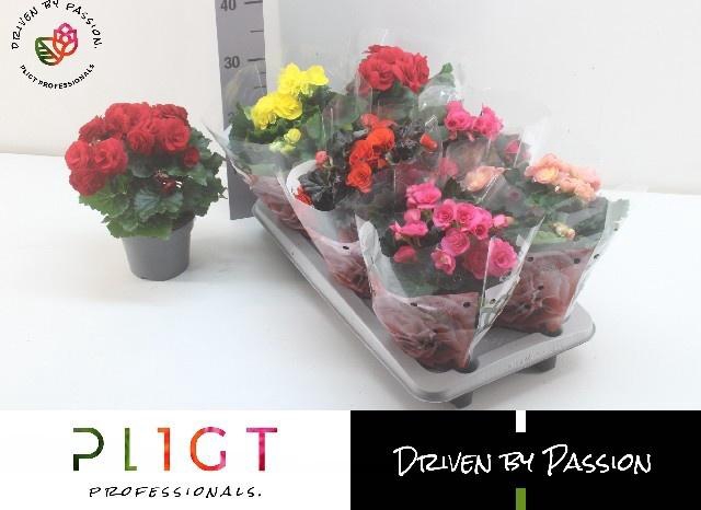 <h4>!! PROMO !! BEGONIA MIX P14</h4>