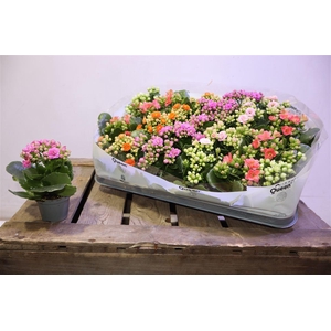 arr8 Kal Ge Rf Gem 5 Kl