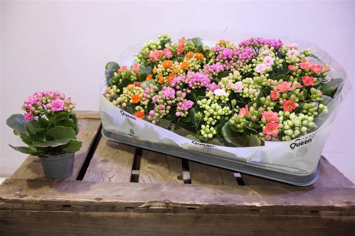 <h4>arr8 Kal Ge Rf Gem 5 Kl</h4>