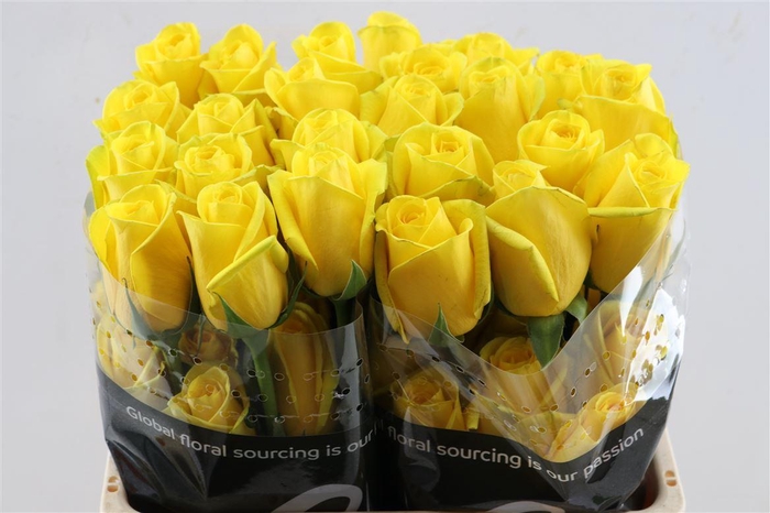 <h4>R Gr Goldfinch</h4>