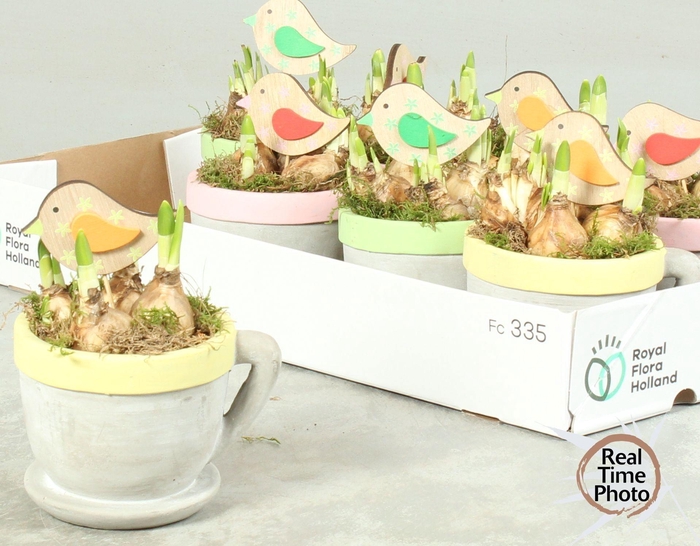 <h4>ARR NARCISSUS</h4>