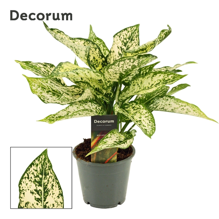 <h4>Aglaonema First Diamond 12 cm (Decorum)</h4>