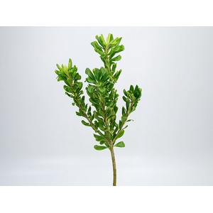 FOLH PIT. VERDE 070 CM