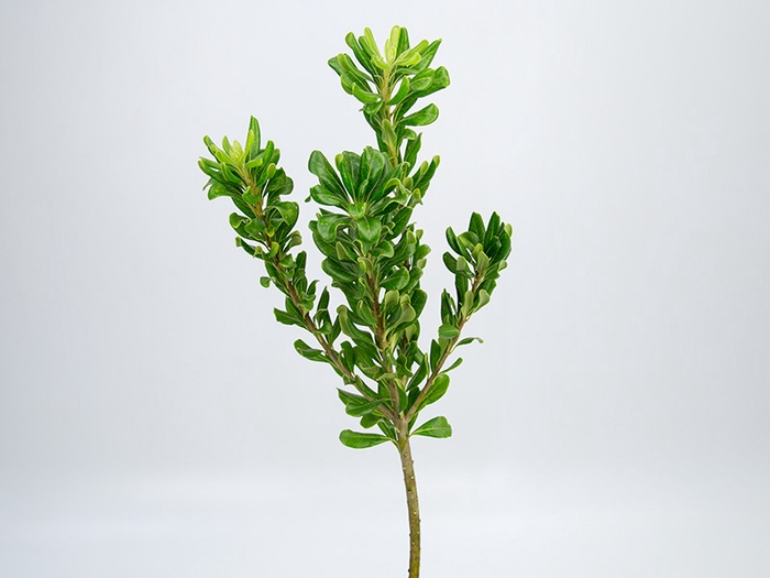 <h4>FOLH PIT. VERDE 070 CM</h4>