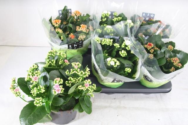 <h4>KAL GE GEM 4 KL</h4>