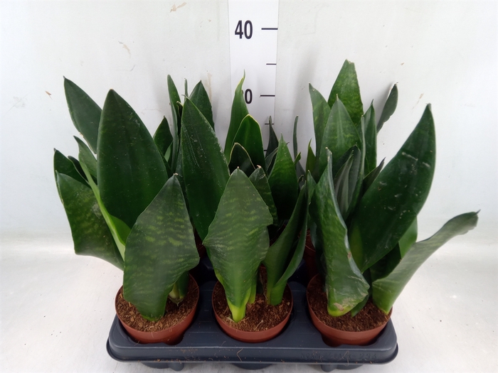 <h4>Sansevieria trifa.   ...</h4>