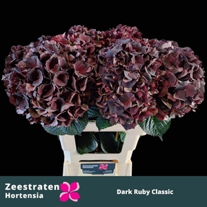 HORT MAGICAL DARK RUBY CLASSIC HYDR