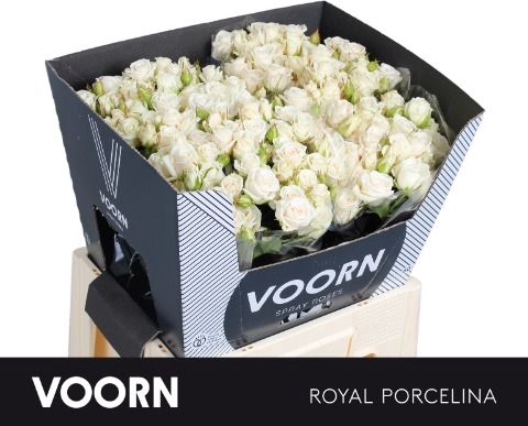 <h4>Rozen R Tr Royal Porcelina</h4>