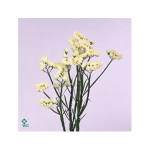 Lim S Starlight Wings