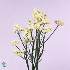 <h4>Lim S Starlight Wings</h4>