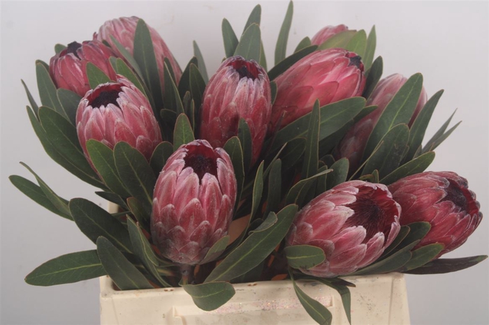 <h4>Protea Red Ice</h4>