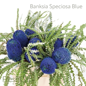 Banksia Speciosa Blue