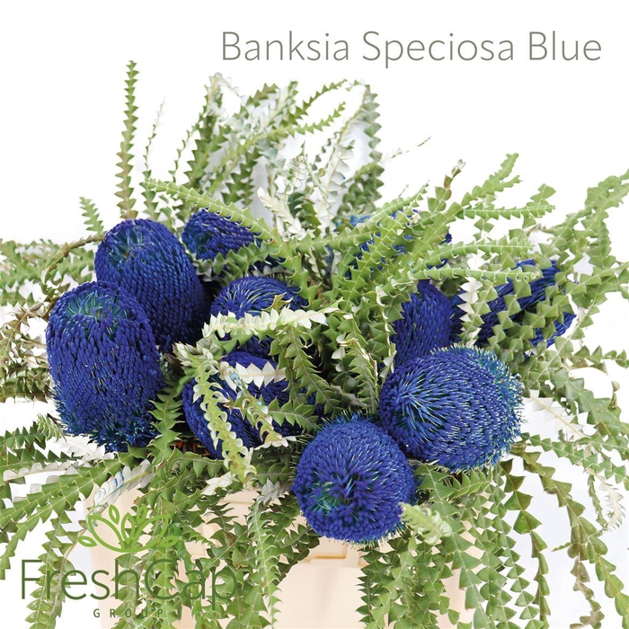 <h4>Banksia Speciosa Blue</h4>