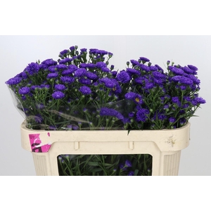 Aster Astee Dark Milka