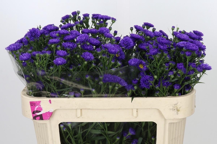 <h4>Aster Astee Dark Milka</h4>