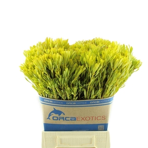 Leucadendron Platyspermum