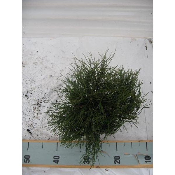 <h4>Pinus mugo pumulio</h4>