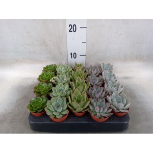 Echeveria   ...mix