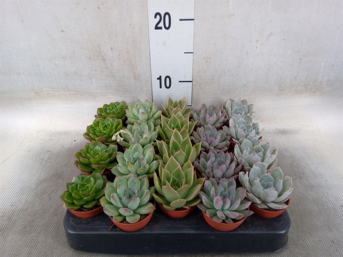 <h4>Echeveria   ...mix</h4>