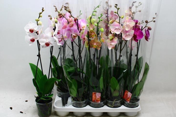 <h4>PHAL GEM 7 KL</h4>