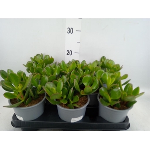 Crassula ovata