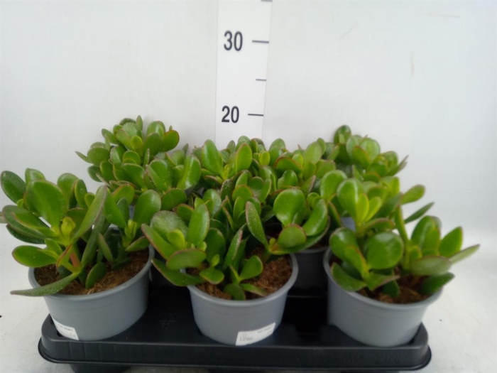 <h4>Crassula ovata</h4>