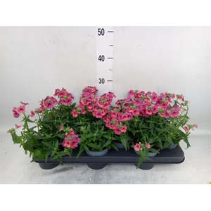 Nemesia  'Angelart Raspberry´'