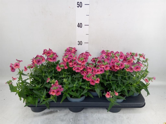 <h4>Nemesia  'Angelart Raspberry´'</h4>