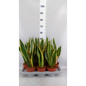 Sansevieria trifa. 'Laurentii'