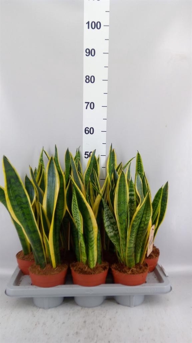 <h4>Sansevieria trifa. 'Laurentii'</h4>