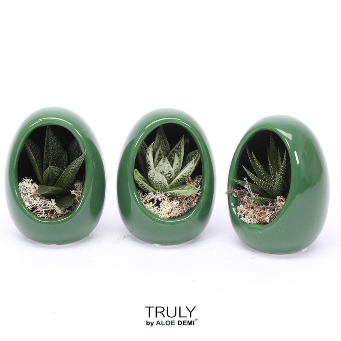 <h4>TRULY Haworthia, Gasteria, Egg Green</h4>