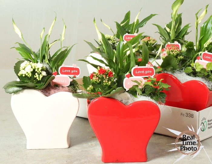 <h4>ARR KAMERPL</h4>