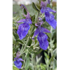 Teucrium fruticans