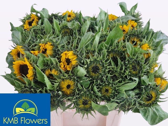 <h4>HELIANTHUS SUNRICH ORANGE</h4>