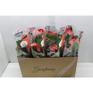 ANTHURIUM RED SUCCESS P15