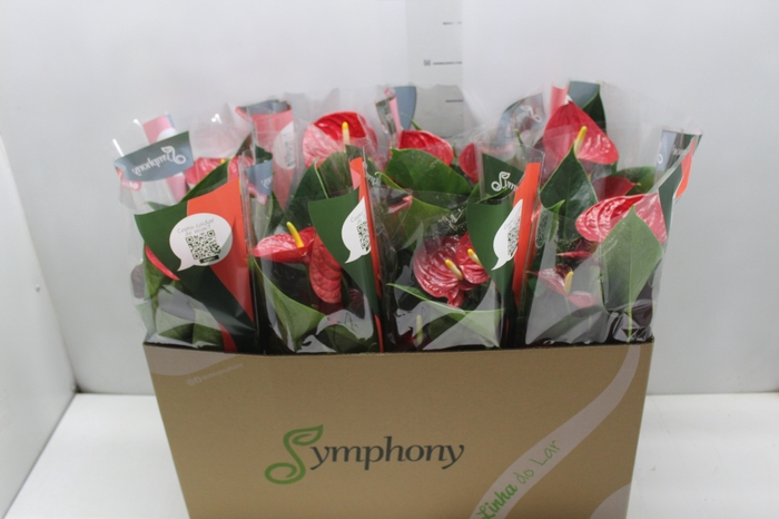 <h4>ANTHURIUM RED SUCCESS P15</h4>