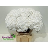 Hydrangea royal highness
