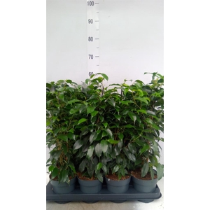 Ficus benja. 'Danielle'