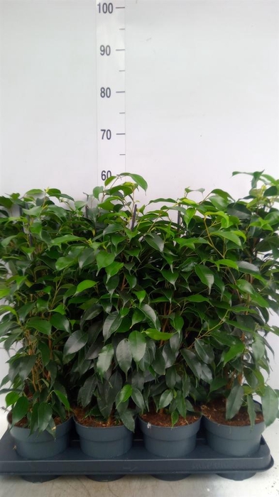 <h4>Ficus benja. 'Danielle'</h4>