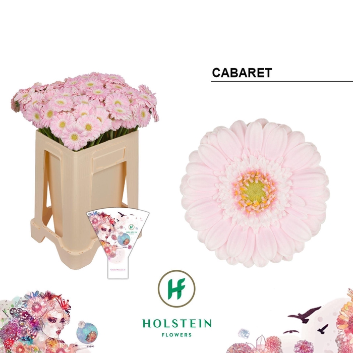 <h4>GERMINI CABARET GE MI CABARET EMMER</h4>