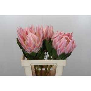 Protea Cynaroides Grande