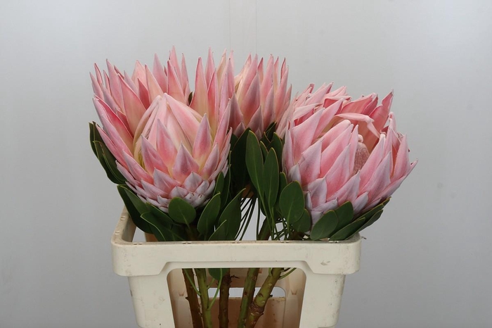 <h4>Protea Cynaroides Grande</h4>