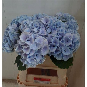 Hydr M Ch Lollypp Bl 80cm