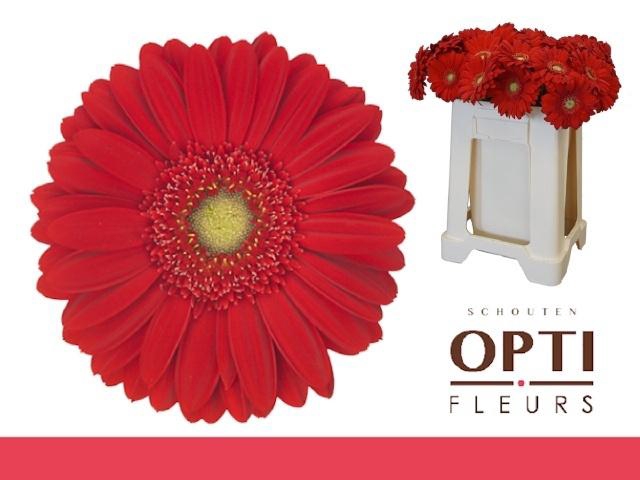 <h4>GE GR CARAMBOLE</h4>