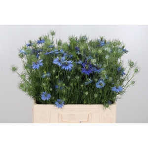 Nige D Deep Sea Blue