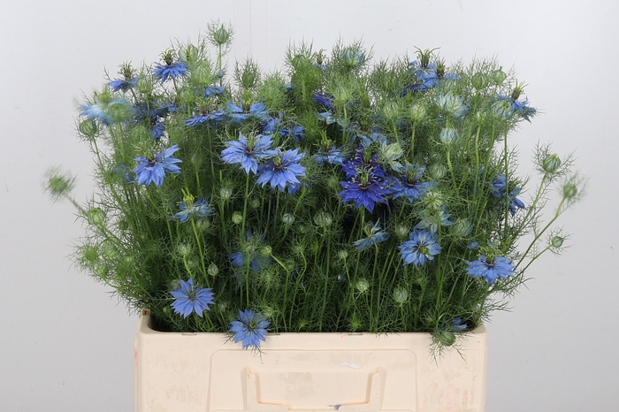 <h4>Nige D Deep Sea Blue</h4>