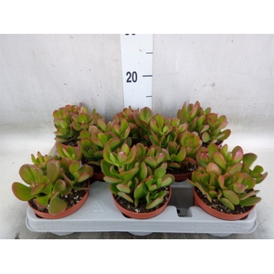 Crassula ovata 'Sunset'