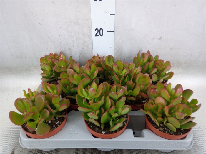 <h4>Crassula ovata 'Sunset'</h4>