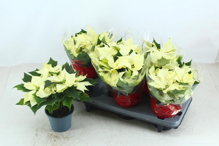 <h4>EUPHOR P ALASKA</h4>